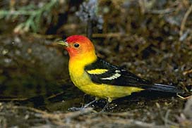 Western Tanager