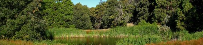 Pond on Volcan Mountain; photo by John Raifsnider